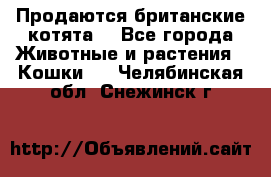 Продаются британские котята  - Все города Животные и растения » Кошки   . Челябинская обл.,Снежинск г.